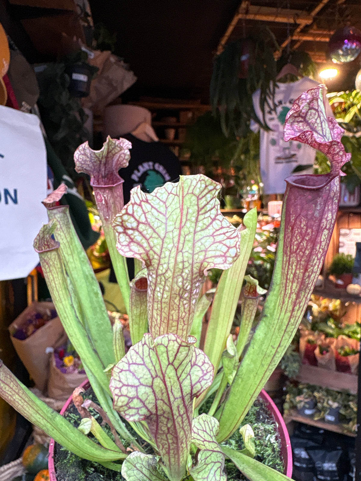 Sarracenia &