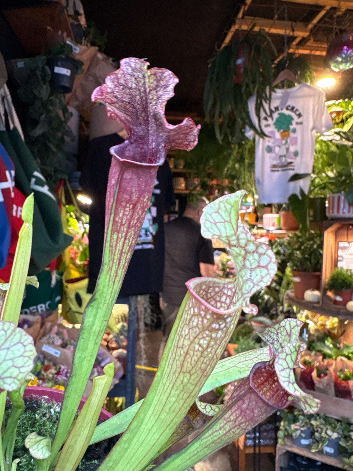 Sarracenia &