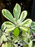 Close-up of a plant with variegated green leaves.