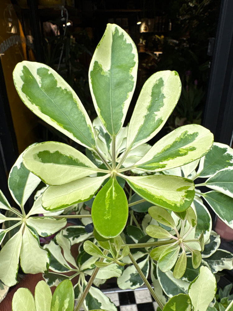 Close-up of a plant with variegated green leaves.
