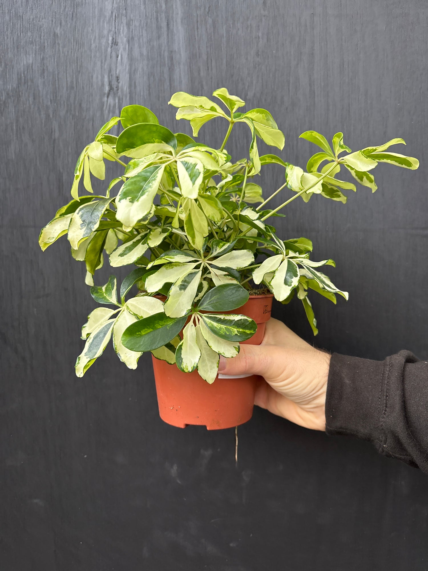 Hand holding a small potted plant against a dark background