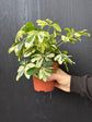 Hand holding a small potted plant against a dark background