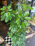A Schefflera Arboricola ‘Compacta’ plant in front of Urban Tropicana’s Plant Shop in Chiswick London