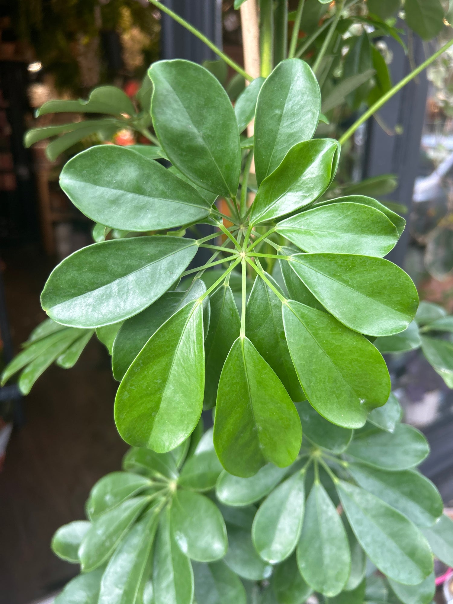 A Schefflera Arboricola ‘Compacta’ plant in front of Urban Tropicana’s Plant Shop in Chiswick London
