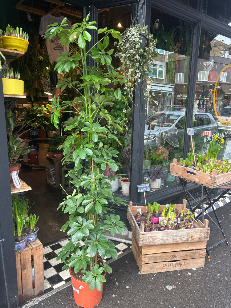 A Schefflera Arboricola ‘Compacta’ plant in front of Urban Tropicana’s Plant Shop in Chiswick London