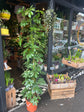 A Schefflera Arboricola ‘Compacta’ plant in front of Urban Tropicana’s Plant Shop in Chiswick London