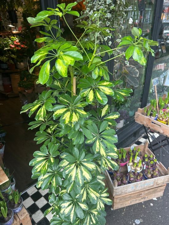 A Schefflera ‘Gold Capella’ plant in front of Urban Tropicana’s Plant Shop in Chiswick London