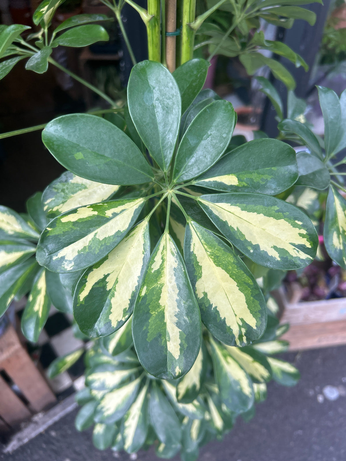 A Schefflera ‘Gold Capella’ plant in front of Urban Tropicana’s Plant Shop in Chiswick London