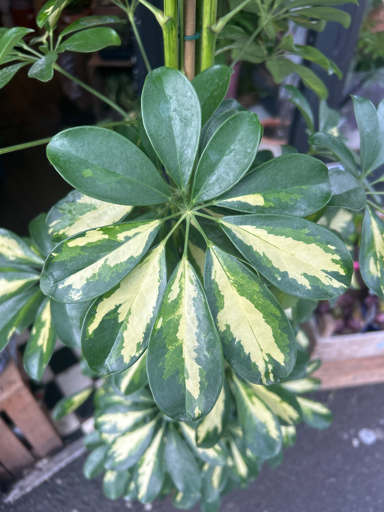 A Schefflera ‘Gold Capella’ plant in front of Urban Tropicana’s Plant Shop in Chiswick London