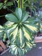 A Schefflera ‘Gold Capella’ plant in front of Urban Tropicana’s Plant Shop in Chiswick London