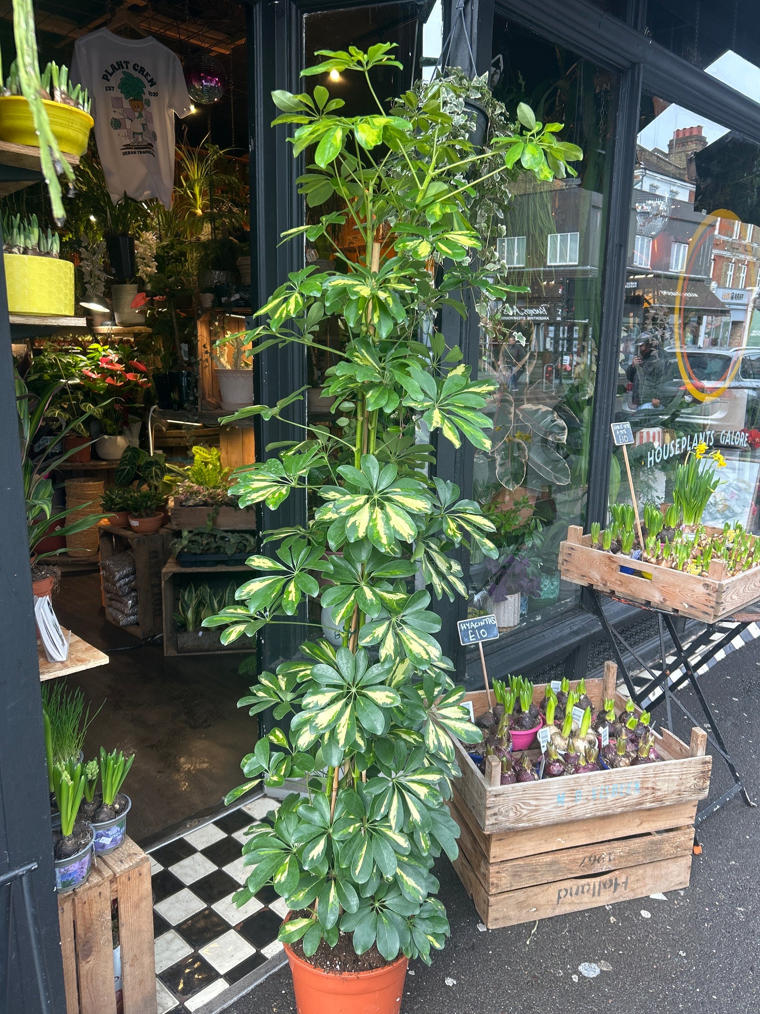 A Schefflera ‘Gold Capella’ plant in front of Urban Tropicana’s Plant Shop in Chiswick London