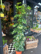A Schefflera ‘Gold Capella’ plant in front of Urban Tropicana’s Plant Shop in Chiswick London