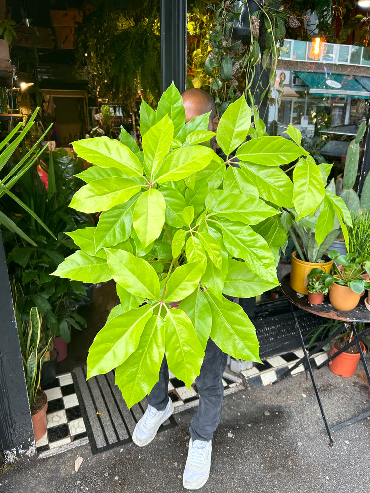 A Schefflera Golden Amate plant also known as a Umbrella plant in front of Urban Tropicana&