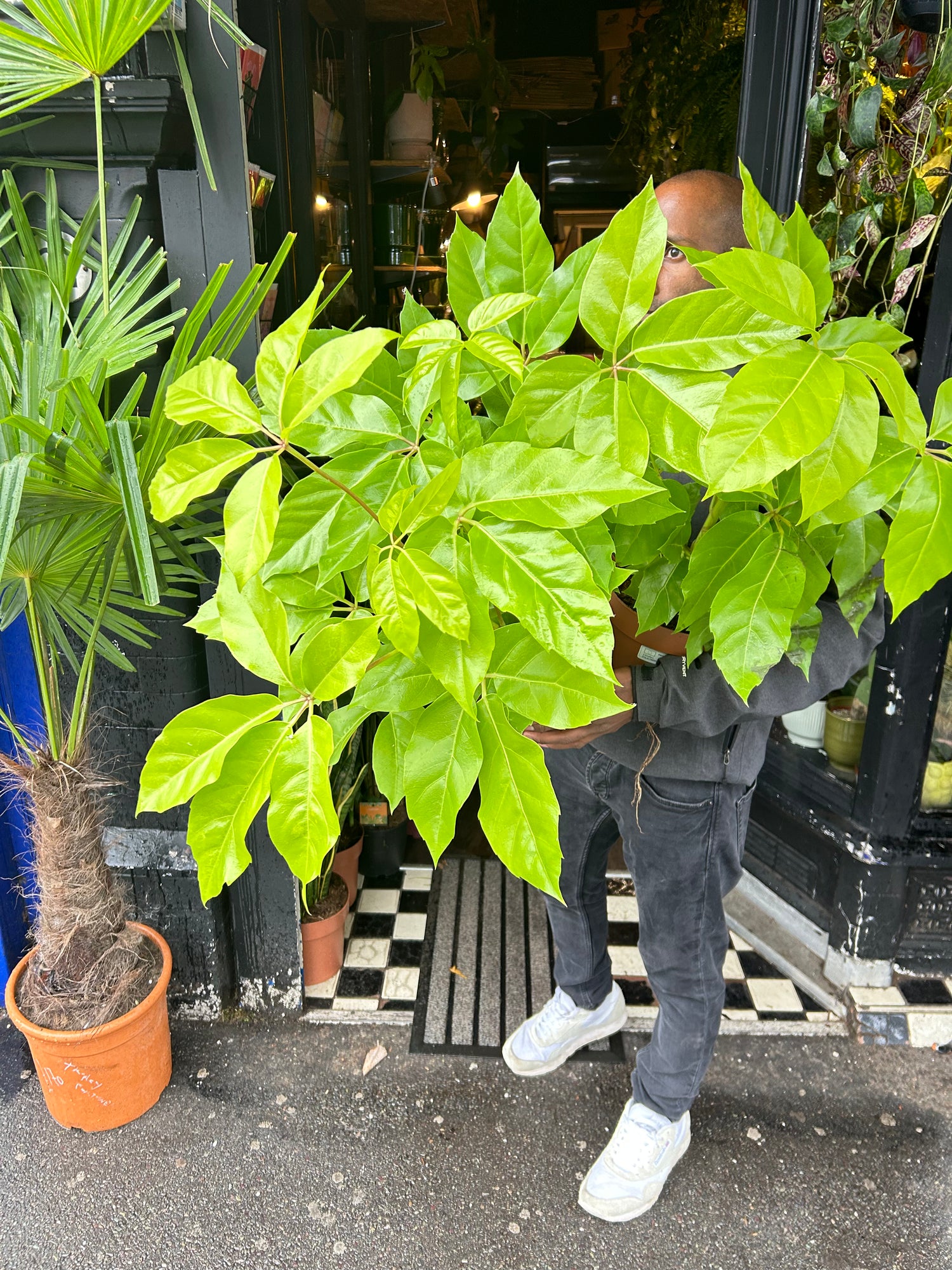 A Schefflera Golden Amate plant also known as a Umbrella plant in front of Urban Tropicana&