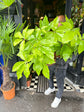 A Schefflera Golden Amate plant also known as a Umbrella plant in front of Urban Tropicana&