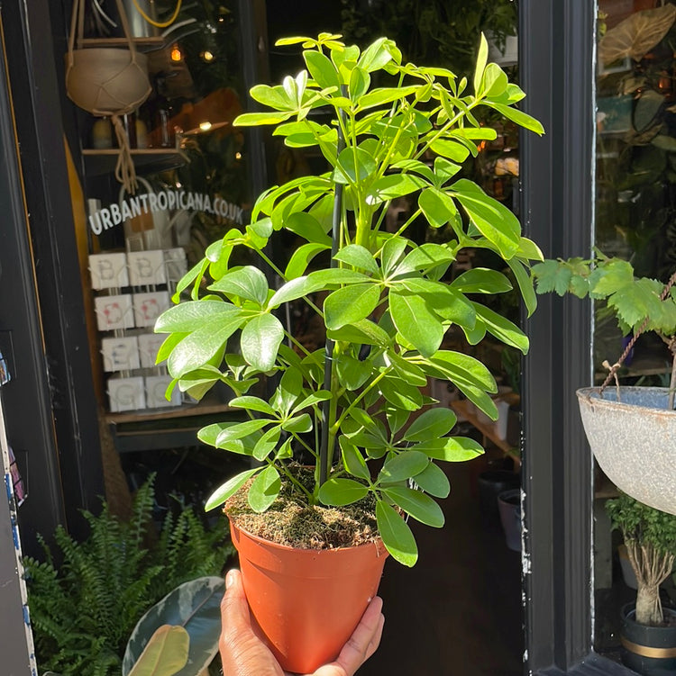 A Schefflera Nora plant, also known as a Umbrella Plant, in front of Urban Tropicana&