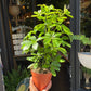 A Schefflera Nora plant, also known as a Umbrella Plant, in front of Urban Tropicana&