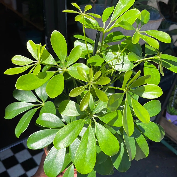 A Schefflera Nora plant, also known as a Umbrella Plant, in front of Urban Tropicana&