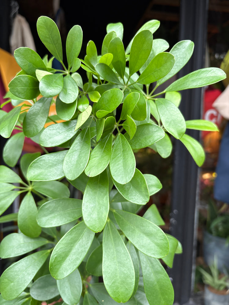 A Schefflera Nora plant, also known as a Umbrella Plant, in front of Urban Tropicana&