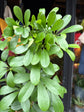 A Schefflera Nora plant, also known as a Umbrella Plant, in front of Urban Tropicana&