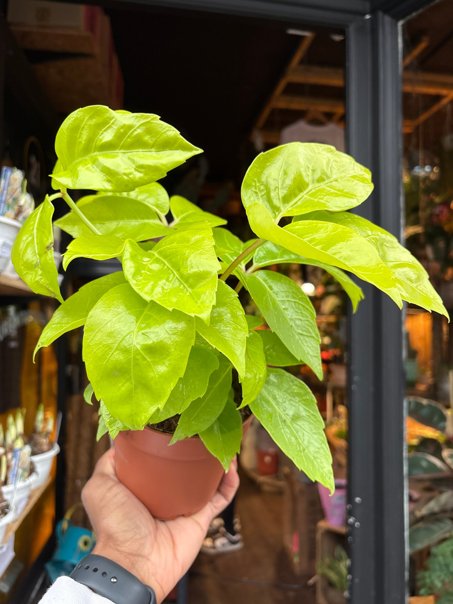 A Schefflera actinophylla ‘Golden Amate’ plant in front of Urban Tropicana’s Plant Shop in Chiswick London