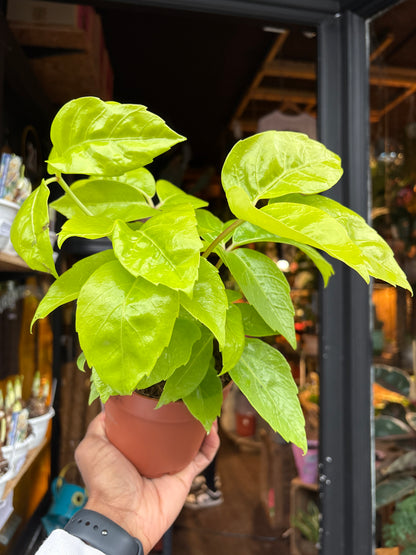 A Schefflera actinophylla ‘Golden Amate’ plant in front of Urban Tropicana’s Plant Shop in Chiswick London