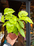 A Schefflera actinophylla ‘Golden Amate’ plant in front of Urban Tropicana’s Plant Shop in Chiswick London