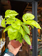 A Schefflera actinophylla ‘Golden Amate’ plant in front of Urban Tropicana’s Plant Shop in Chiswick London