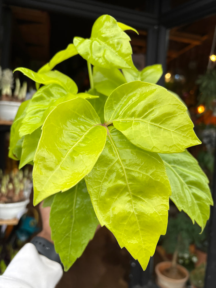 A Schefflera actinophylla ‘Golden Amate’ plant in front of Urban Tropicana’s Plant Shop in Chiswick London