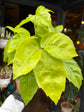 A Schefflera actinophylla ‘Golden Amate’ plant in front of Urban Tropicana’s Plant Shop in Chiswick London
