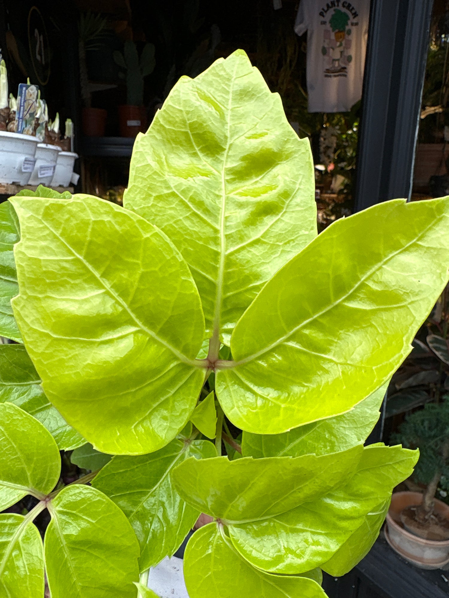 A Schefflera actinophylla ‘Golden Amate’ plant in front of Urban Tropicana’s Plant Shop in Chiswick London