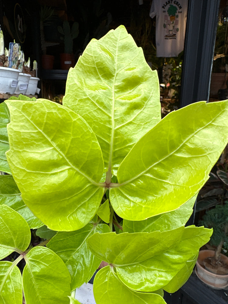A Schefflera actinophylla ‘Golden Amate’ plant in front of Urban Tropicana’s Plant Shop in Chiswick London