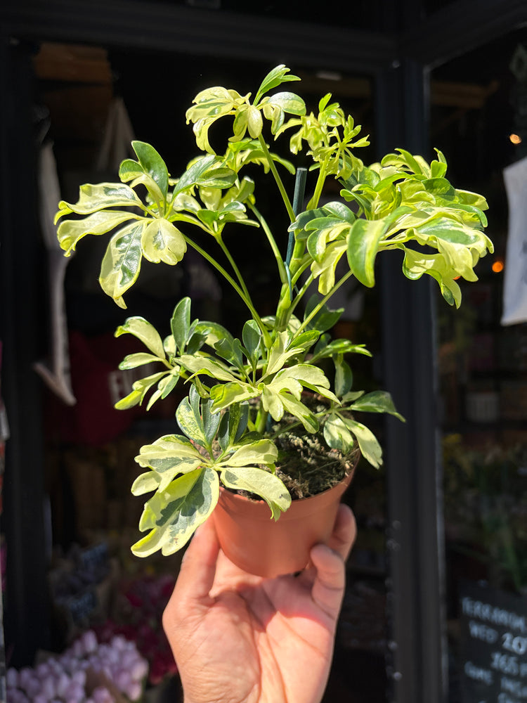 Schefflera arboricola ‘Janine’ houseplant outside Urban Tropicana plant shop in Chiswick, London