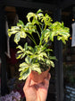 Schefflera arboricola ‘Janine’ houseplant outside Urban Tropicana plant shop in Chiswick, London