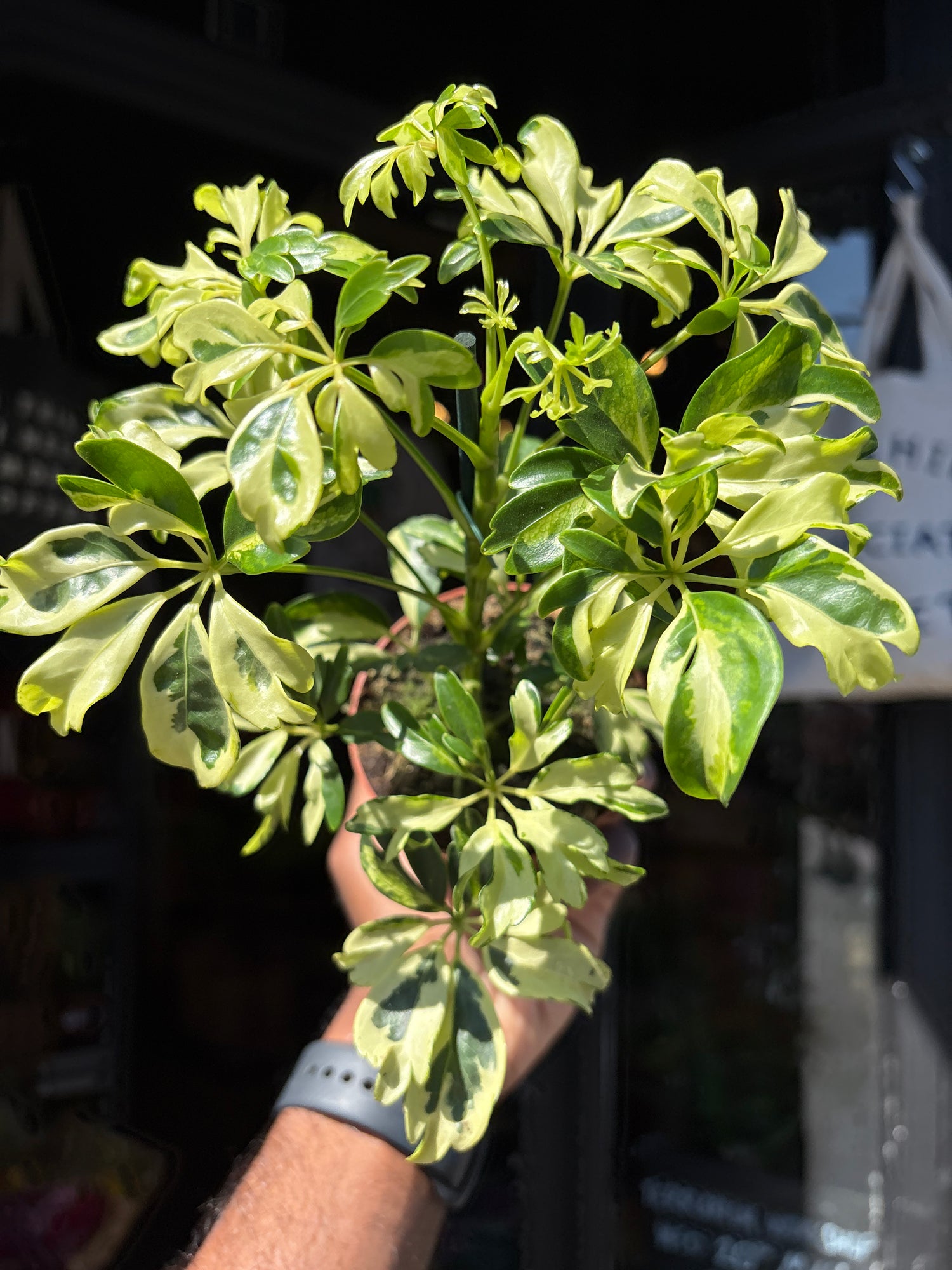 Schefflera arboricola ‘Janine’ houseplant outside Urban Tropicana plant shop in Chiswick, London