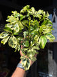 Schefflera arboricola ‘Janine’ houseplant outside Urban Tropicana plant shop in Chiswick, London