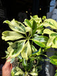 Schefflera arboricola ‘Janine’ houseplant outside Urban Tropicana plant shop in Chiswick, London