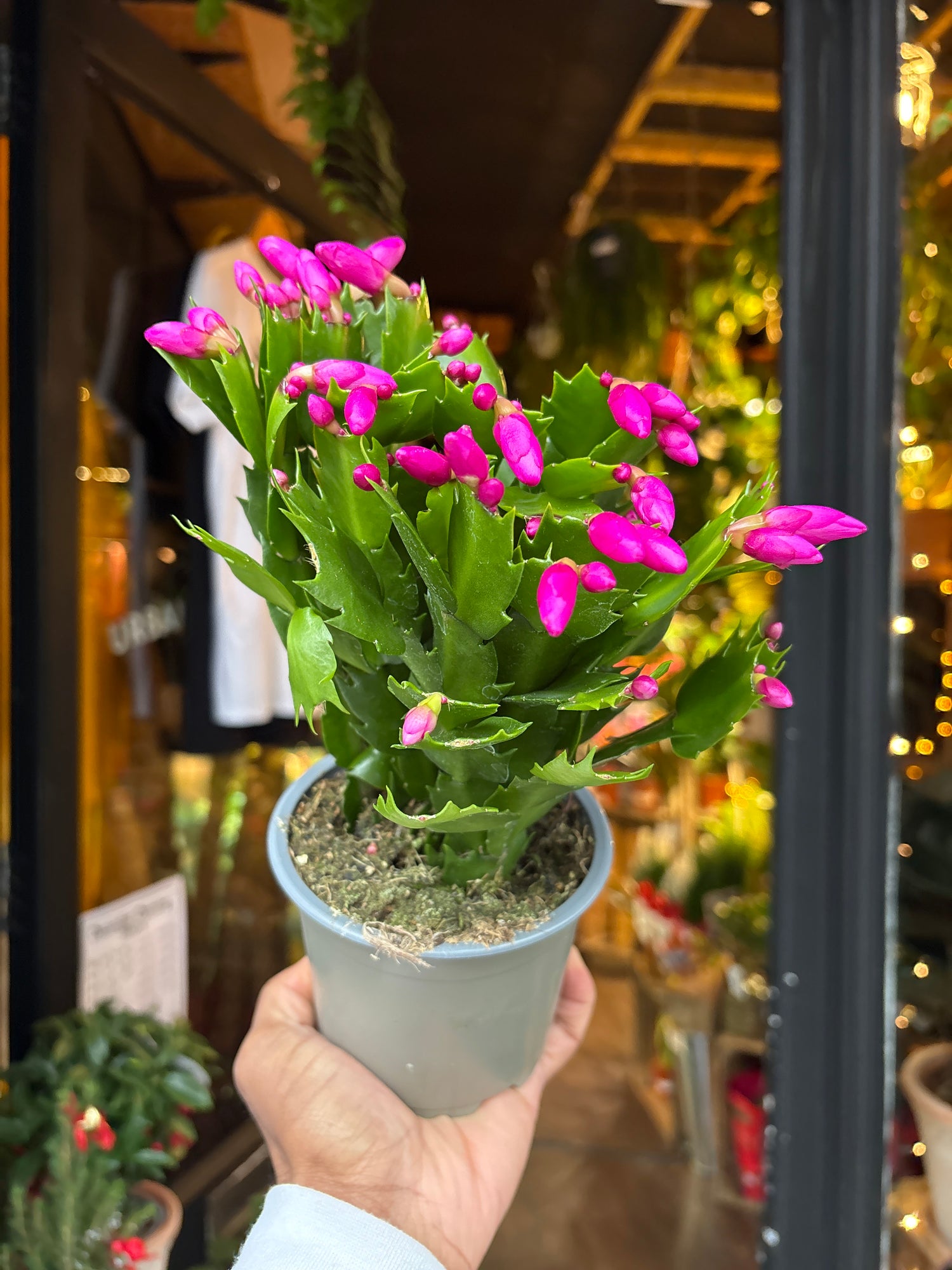 A Schlumbergera plant in front of Urban Tropicana’s Plant Shop in Chiswick London
