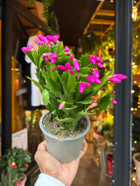 A Schlumbergera plant in front of Urban Tropicana’s Plant Shop in Chiswick London
