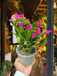 A Schlumbergera plant in front of Urban Tropicana’s Plant Shop in Chiswick London
