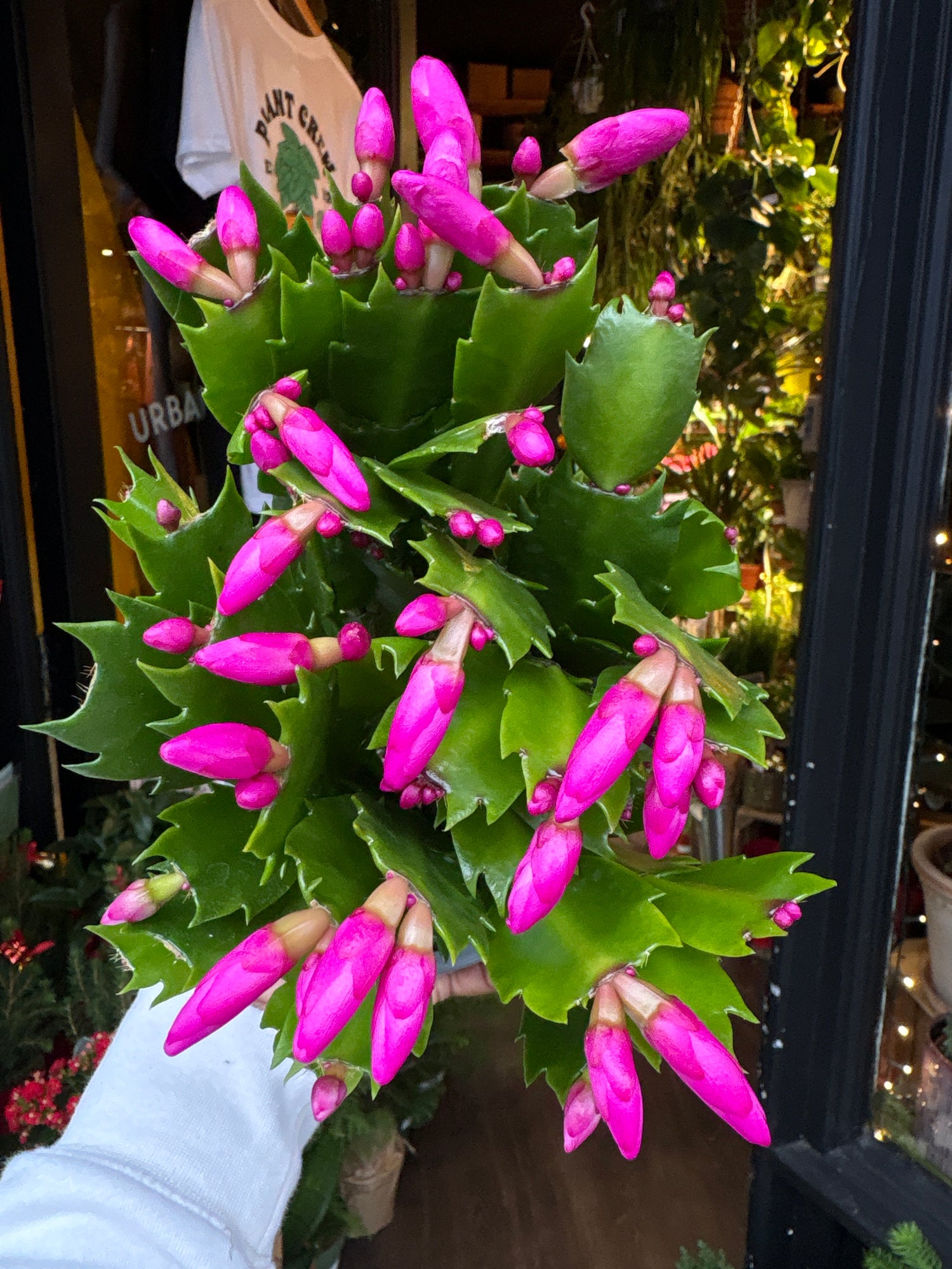A Schlumbergera plant in front of Urban Tropicana’s Plant Shop in Chiswick London