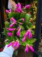 A Schlumbergera plant in front of Urban Tropicana’s Plant Shop in Chiswick London