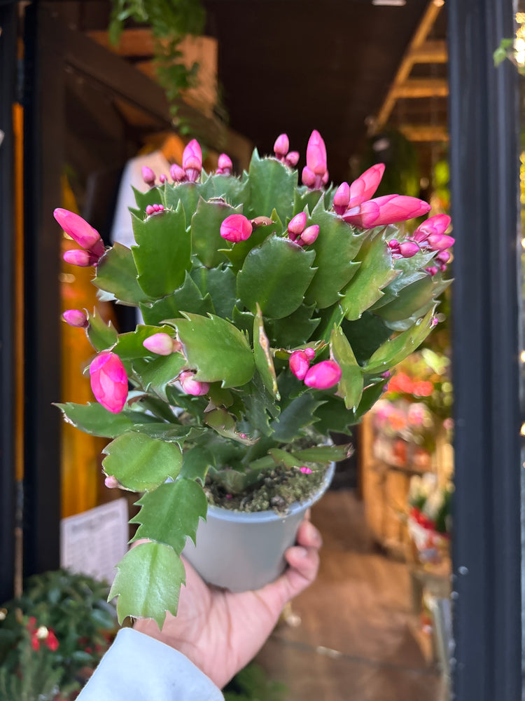 A Schlumbergera plant in front of Urban Tropicana’s Plant Shop in Chiswick London