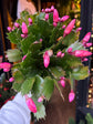 A Schlumbergera plant in front of Urban Tropicana’s Plant Shop in Chiswick London