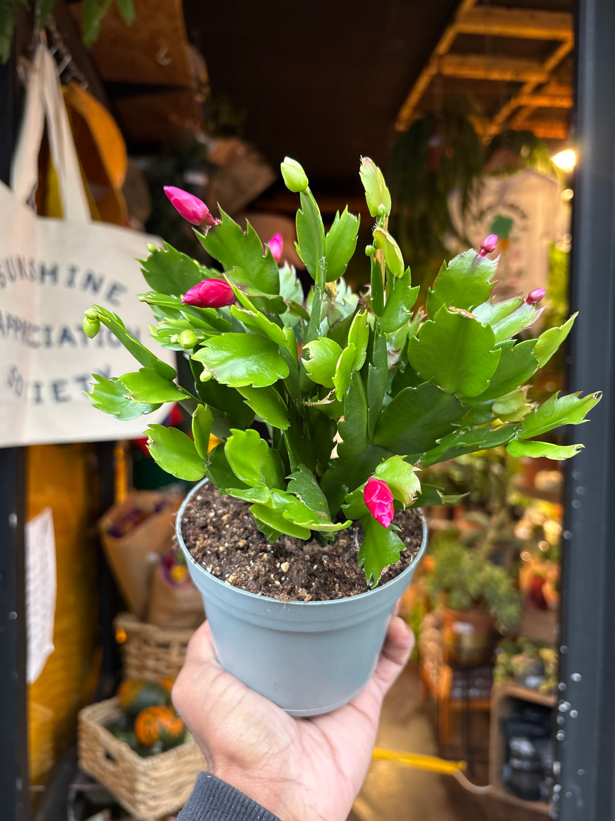 Schlumbergera Pink-White in 12cm pot outside Urban Tropicana plant shop in Chiswick, London