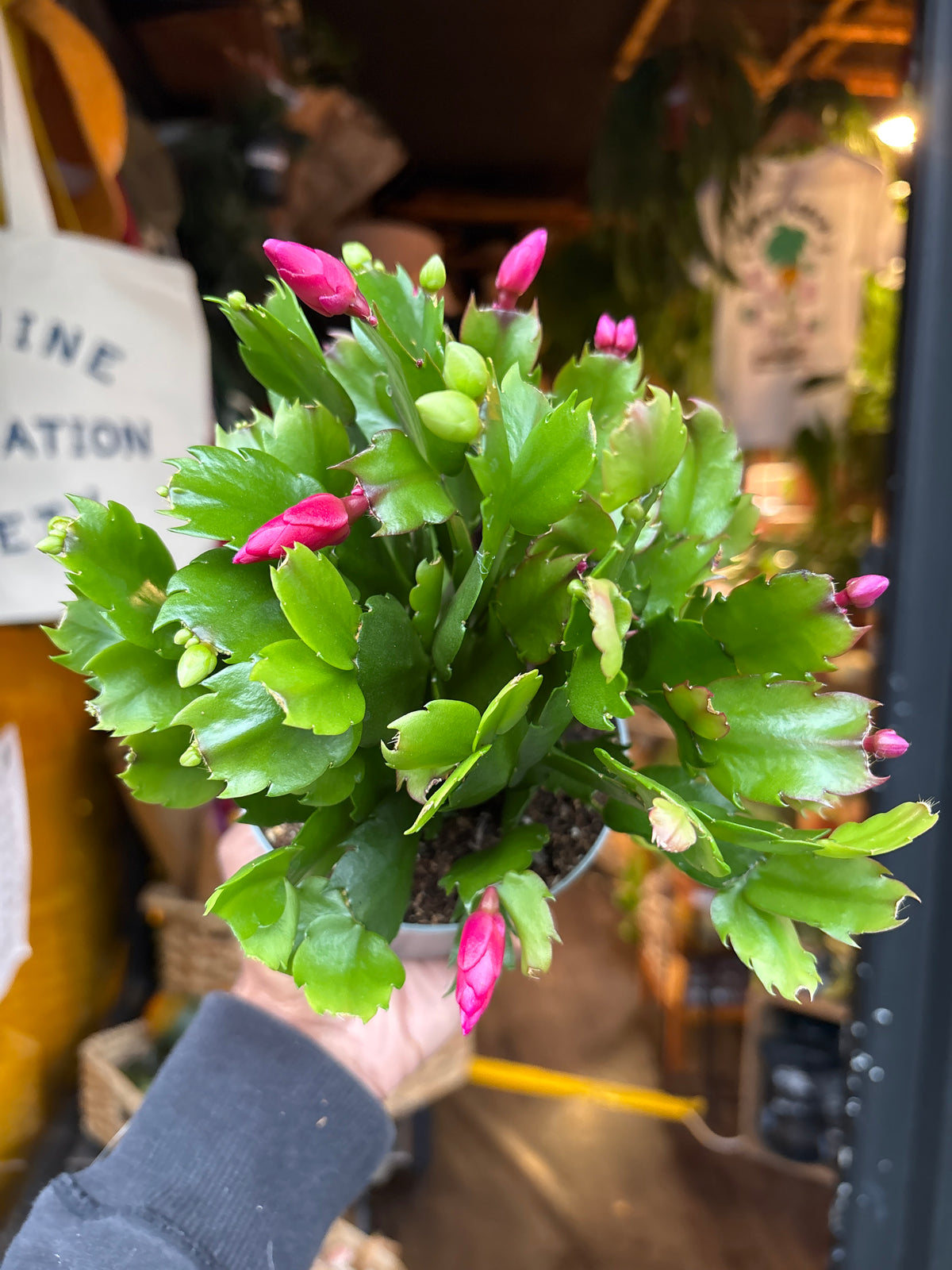 Schlumbergera Pink-White in 12cm pot outside Urban Tropicana plant shop in Chiswick, London