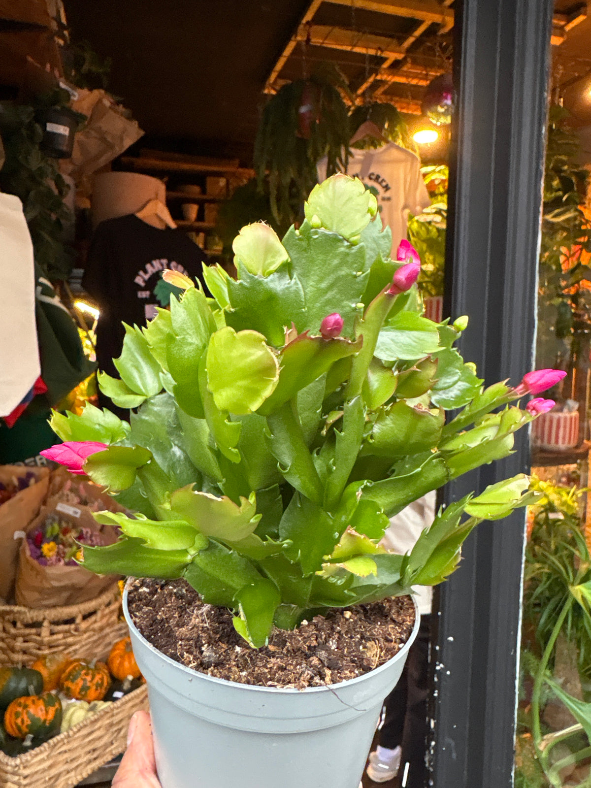 Schlumbergera Pink-White in 12cm pot outside Urban Tropicana plant shop in Chiswick, London