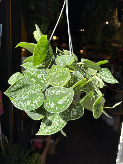 A Scindapsus Pictus Argyraeus plant in front of Urban Tropicana’s Plant Shop in Chiswick London