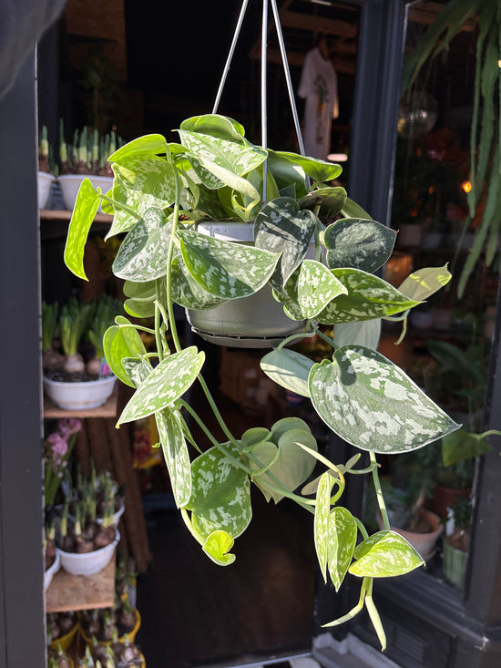 Scindapsus pictus ‘Argyraeus’ with trailing stems and dark green leaves splashed with silvery variegation, displayed in a nursery pot at Urban Tropicana plant shop, Chiswick, London.