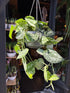 Scindapsus pictus ‘Argyraeus’ with trailing stems and dark green leaves splashed with silvery variegation, displayed in a nursery pot at Urban Tropicana plant shop, Chiswick, London.